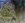 0001_Savage_gear_Deviator_Tail_[Herring].jpg